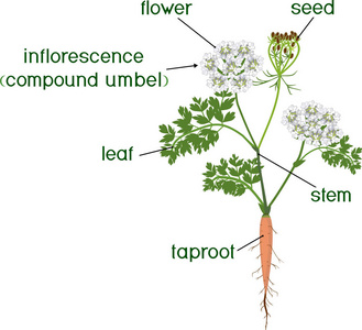 部分植物。绿叶茎根和标题开花胡萝卜植株形态的研究
