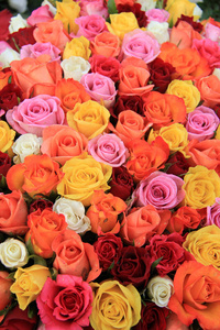 多彩多姿的婚礼玫瑰