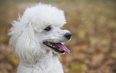 白色的贵宾犬肖像图片