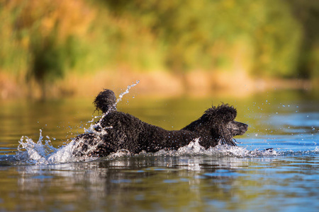皇家贵宾犬在湖里游泳图片