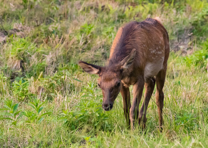 年轻的麋鹿放牧在绿色的田野图片