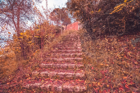 黄色和红色五颜六色的叶子秋天的颜色在森林与楼梯和阳光