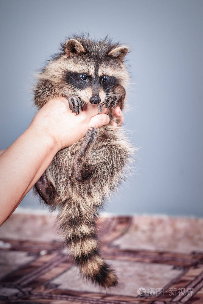 滑稽的年轻浣熊在妇女手