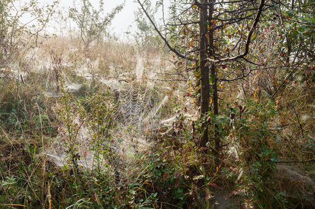 早雾晨露落在野生山地森林草地草甸与蜘蛛网上的树枝