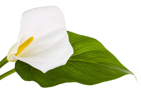 白色背景上的美丽的花朵和绿叶的马蹄莲