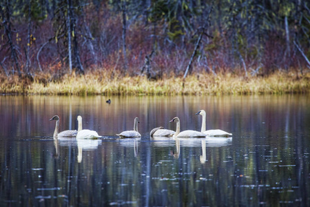 在秋天的美洲野天鹅的家庭