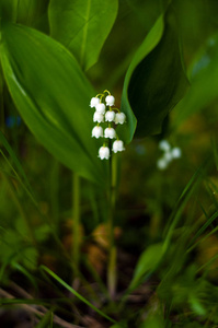 山谷 Convallria 的百合花在春天森林里。美丽的百合花盛开在花园里