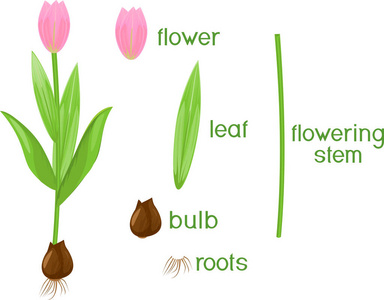 植物形态解剖学图片