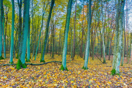 欧洲秋季森林景观