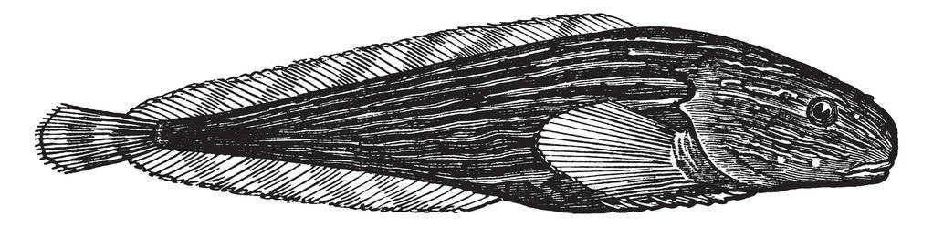 Snailfish 属羊耳蒜属鱼, 复古线画或雕刻插图