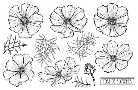 可用于贺卡请柬横幅海报平面设计.线条艺术风格的花卉背景照片