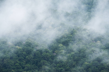 浓雾笼罩热带雨林的特写图像