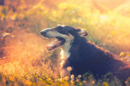 大黑俄罗斯猎犬躺在草地上的夕阳光