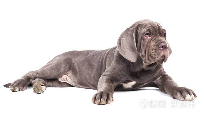 年轻的小狗意大利獒犬躺在白色的背景上照片 正版商用图片0taj9t 摄图新视界