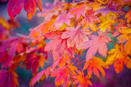 一棵日本枫树的五颜六色的叶子在金黄秋天季节.