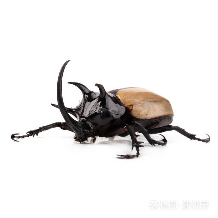 黄五角犀牛甲虫在白色背景下分离