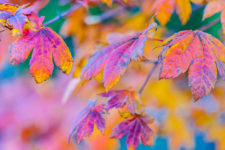秋天的色彩美图片