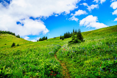 通过与野花山高山草甸徒步托山