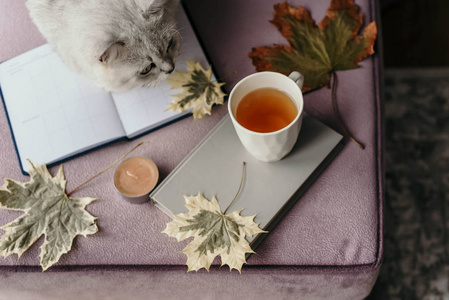 杯茶与书在里面与秋天叶子笔记簿和猫, hygge 概念