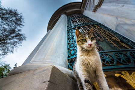伊斯坦布尔无家可归的猫在清真寺的一座大理石墙的角落里, 土耳其伊斯坦布尔