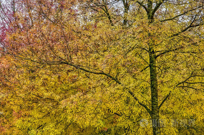 秋季灰树树叶中黄色到红色的颜色渐变