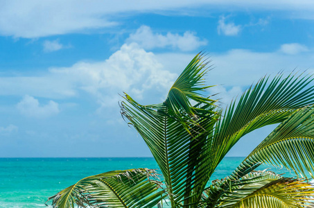 迈阿密海滩棕榈树