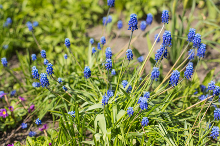 在阳光明媚的夏日, 嫩蓝色 muscari 花