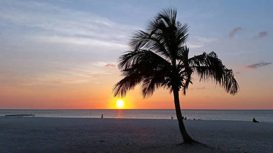 黄昏时分阿鲁巴海滩上的棕榈树