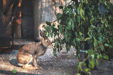 灰野兔在农场吃树叶