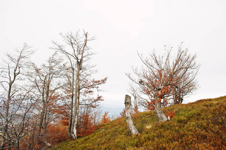 裸露的 beerch 树秋天的山上，在喀尔巴阡，乌克兰，E