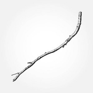 手绘木枝集插画 正版商用图片0tn9zg 摄图新视界 手绘木枝集插画 正版商用图片0tn9zg 摄图新视界