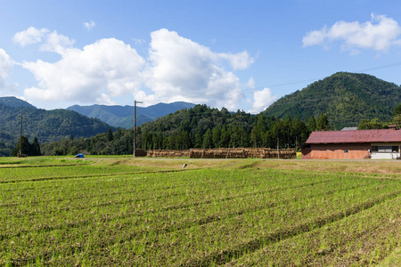 日本农村稻田