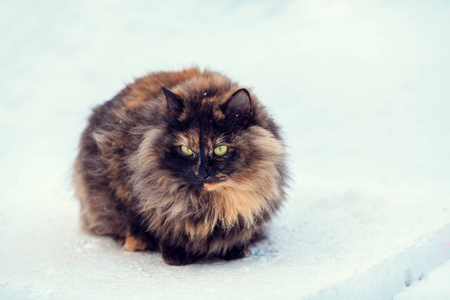 走在雪花中的猫