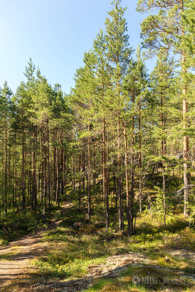 北方森林中的松树与岩石景观