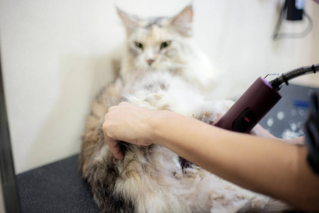 女人在宠物店剪头发一只猫