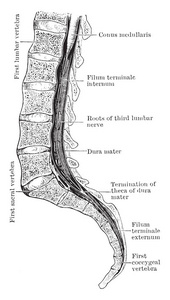 圆锥和脊髓和终丝 terminale 暴露在椎管内, 复古线画或雕刻插图
