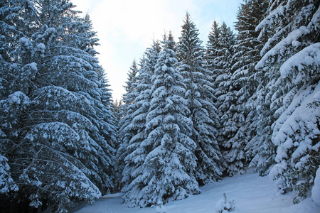冬天山林。冷杉的枝条被雪覆盖着