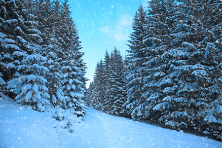 冬天的山林。树枝上覆盖着雪。冷色的调理。降雪