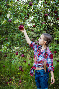 美丽的女孩与有机苹果在花园里。收获的概念