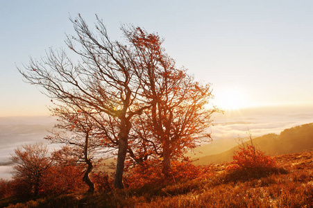 红色彩缤纷的秋天的树木在太阳上闪耀光芒的实际的早晨