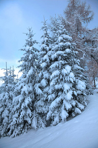 冬天山林。冷杉的枝条覆盖着雪。冷色调