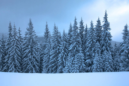 冬天山林。冷杉的枝条覆盖着雪。冷色调