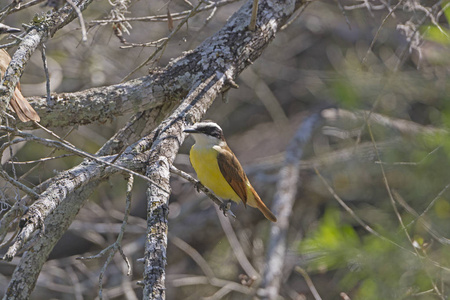 在德克萨斯州的大 Kiskadee