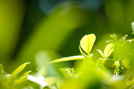 夏季生态环境下园林绿化叶特写的自然景观模糊光