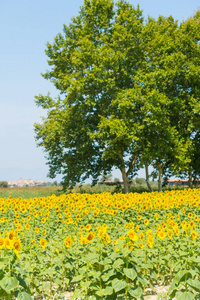 在 Emporda, 加泰罗尼亚, 哥斯达黎加, 西班牙的向日葵领域