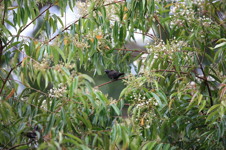 dusky munia lonchura fuscans, 位于马来西亚婆罗洲的 sabah