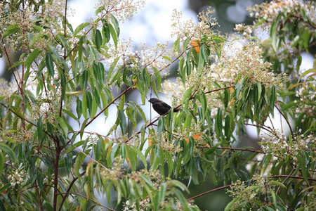 dusky munia lonchura fuscans, 位于马来西亚婆罗洲的 sabah