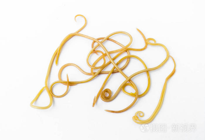 蠕虫病蛔虫 (也称为犬蛔虫) 或白色背景,宠物保健概念上的小狗从寄生