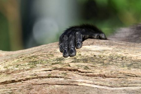 大猩猩的手图片