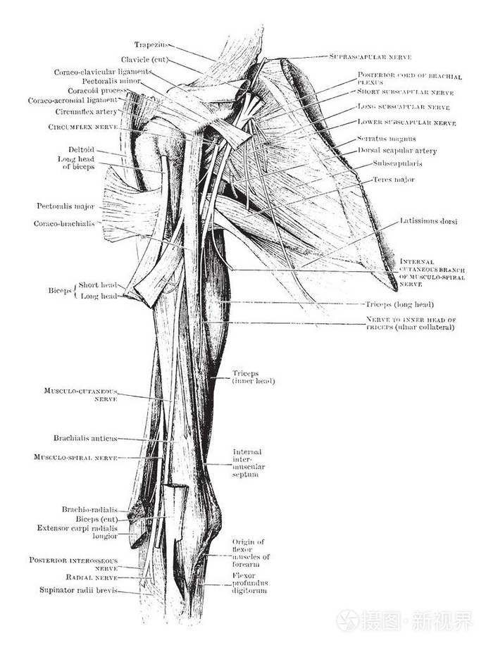 这个插图代表手臂的肌肉和神经, 老式的线条画或雕刻插图